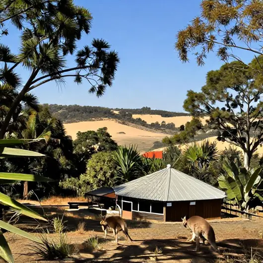 Descubra o Kangaroo