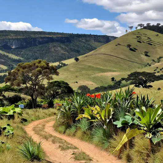 Safari nas Serras Gerais