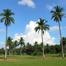 Palmas