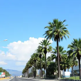 Resolve Palmas